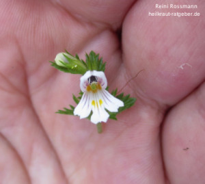 Augentrost Blüte