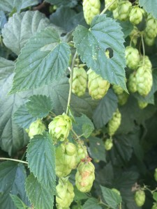 Echter Hopfen