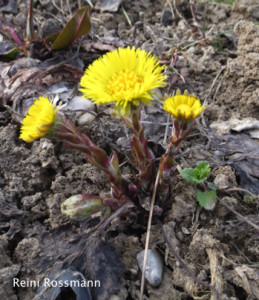 Huflattich im Garten