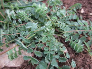 Kleiner Wiesenknopf