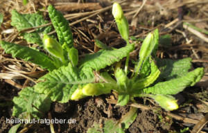 Die Schlüsselblume ist eine gute Heilpflanze bei zähem Schleim