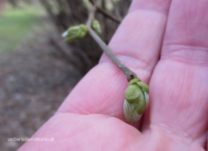 Hasel Knospen im Frühling