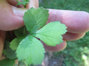 Nelkenwurz Blatt