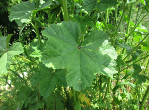 Malva sylvestris folia