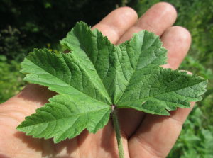 Wilde Malve Blatt Käsepappel