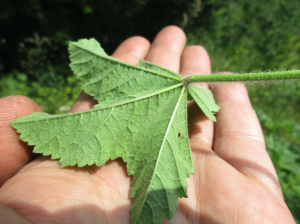 Wilde Malve Blatt unterseite