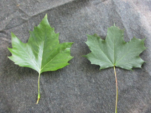 Platane Blatt Vergleich Spitzahorn