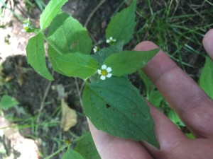 behaartes Knopfkraut